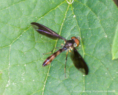 Ocyptamus fuscipennis