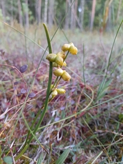 Scheuchzeria palustris