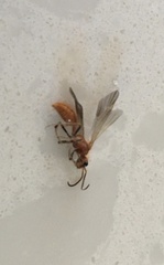 Sphaeropthalma unicolor