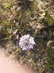 Glandularia mendocina