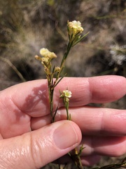 Diosma hirsuta