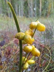 Scheuchzeria palustris