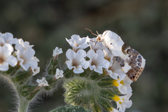 Acontia lucida