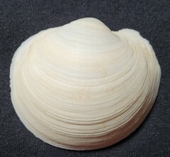 Anodontia alba