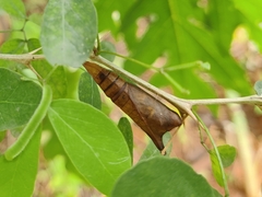 Graphium