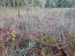 Scheuchzeria palustris