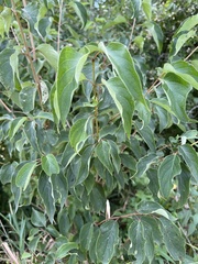 Cornus drummondii