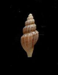 Propebela