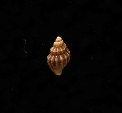 Propebela