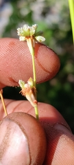 Eriogonum nudum