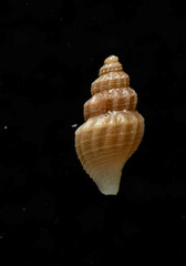 Propebela