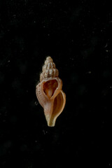 Propebela