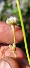 Eriogonum nudum