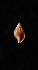 Propebela