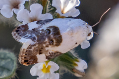 Acontia lucida