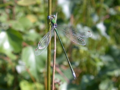 Lestes virens