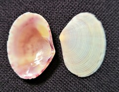 Semele bellastriata