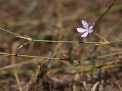 Dianthus ciliatus
