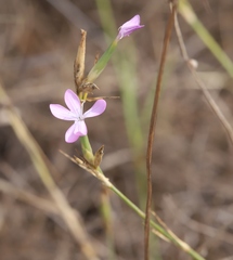 Dianthus ciliatus