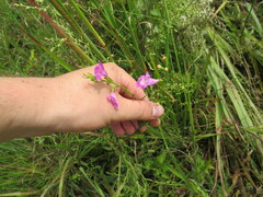Agalinis fasciculata