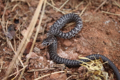 Coluber constrictor flaviventris