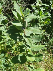 Asclepias syriaca