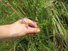 Agalinis fasciculata