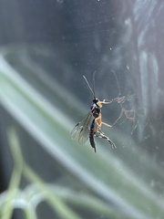 Itoplectis