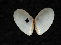 Ameritella agilis