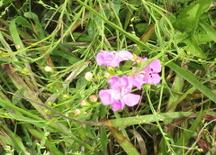 Agalinis fasciculata