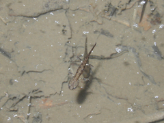 Salamandra salamandra