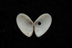 Ameritella agilis