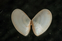 Ameritella agilis