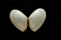 Ameritella agilis