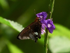Epargyreus cruza