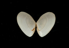 Ameritella agilis