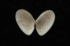 Ameritella agilis