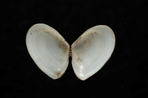 Northern Dwarf-tellin