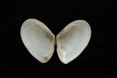 Ameritella agilis
