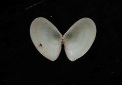 Ameritella agilis