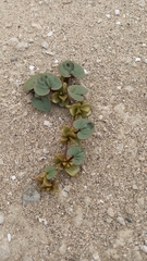 Dioscorea fastigiata