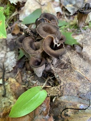 Craterellus fallax