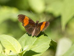 Heliconius erato