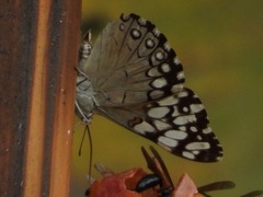 Hamadryas feronia