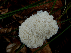 Fuligo cinerea