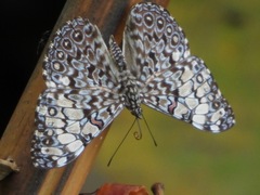 Hamadryas feronia