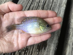 Lepomis aquilensis