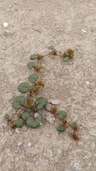 Dioscorea fastigiata