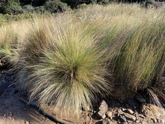Austrostipa stipoides