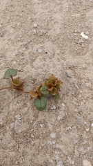 Dioscorea fastigiata